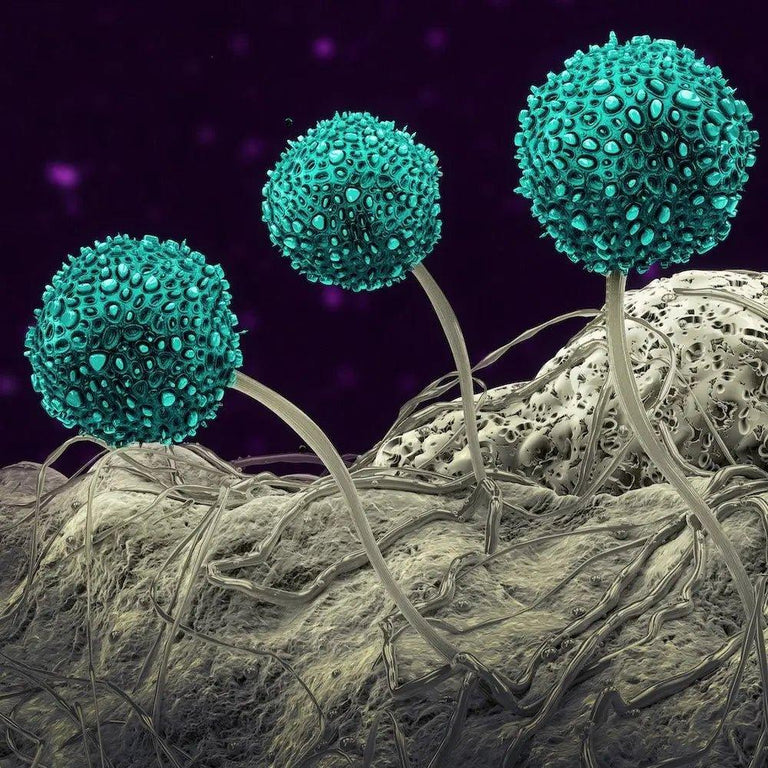 White Garden Fungus Identification: Understanding the Difference Between Mildew and Mould - Bean Bags R Us